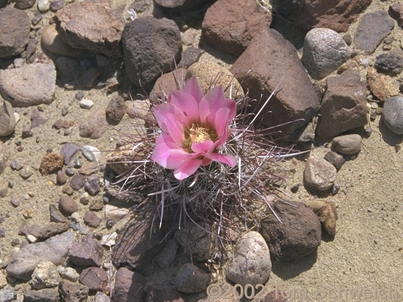 Mojave Fish-Hook Cactus (<I>Sclerocactus polyancistrus</I>)