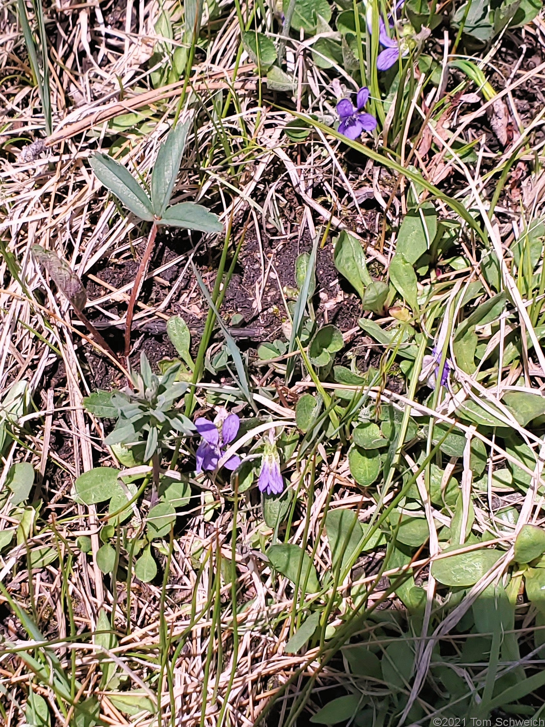 Violaceae Viola adunca