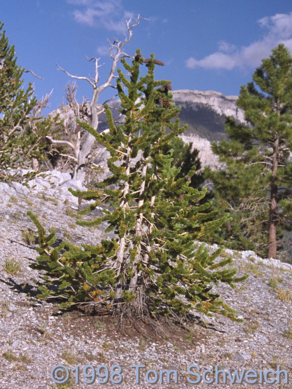 Western Bristlecone Pine (<I>Pinus longaeva</I>) on the trail above Lee Canyon.
