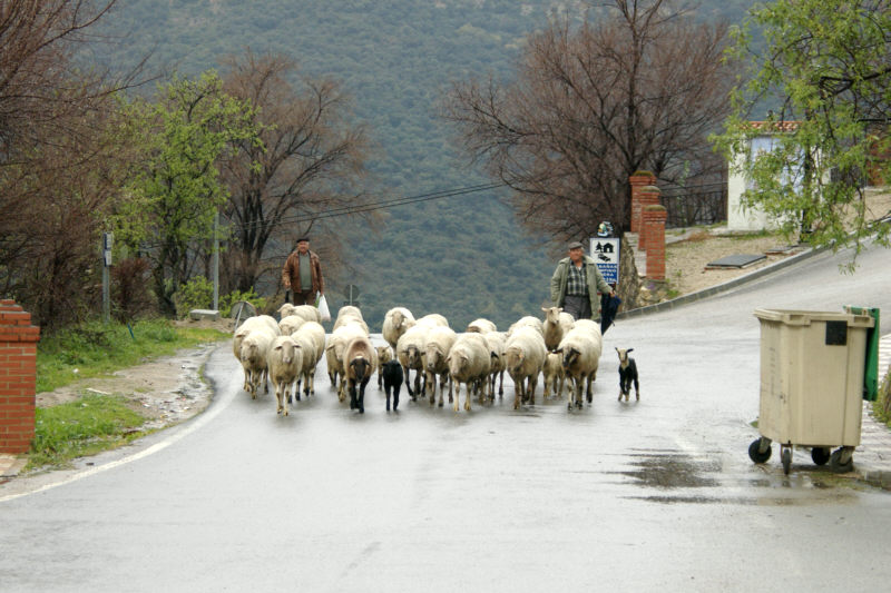 Sheep moving from pasture to pasture along the main road.