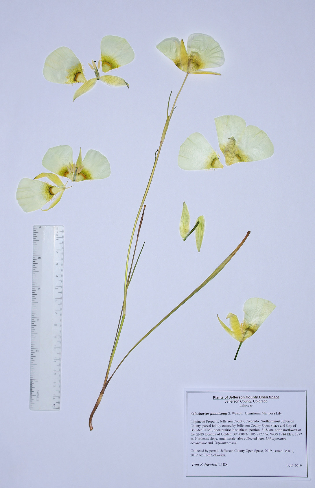 Liliaceae Calochortus gunnisonii