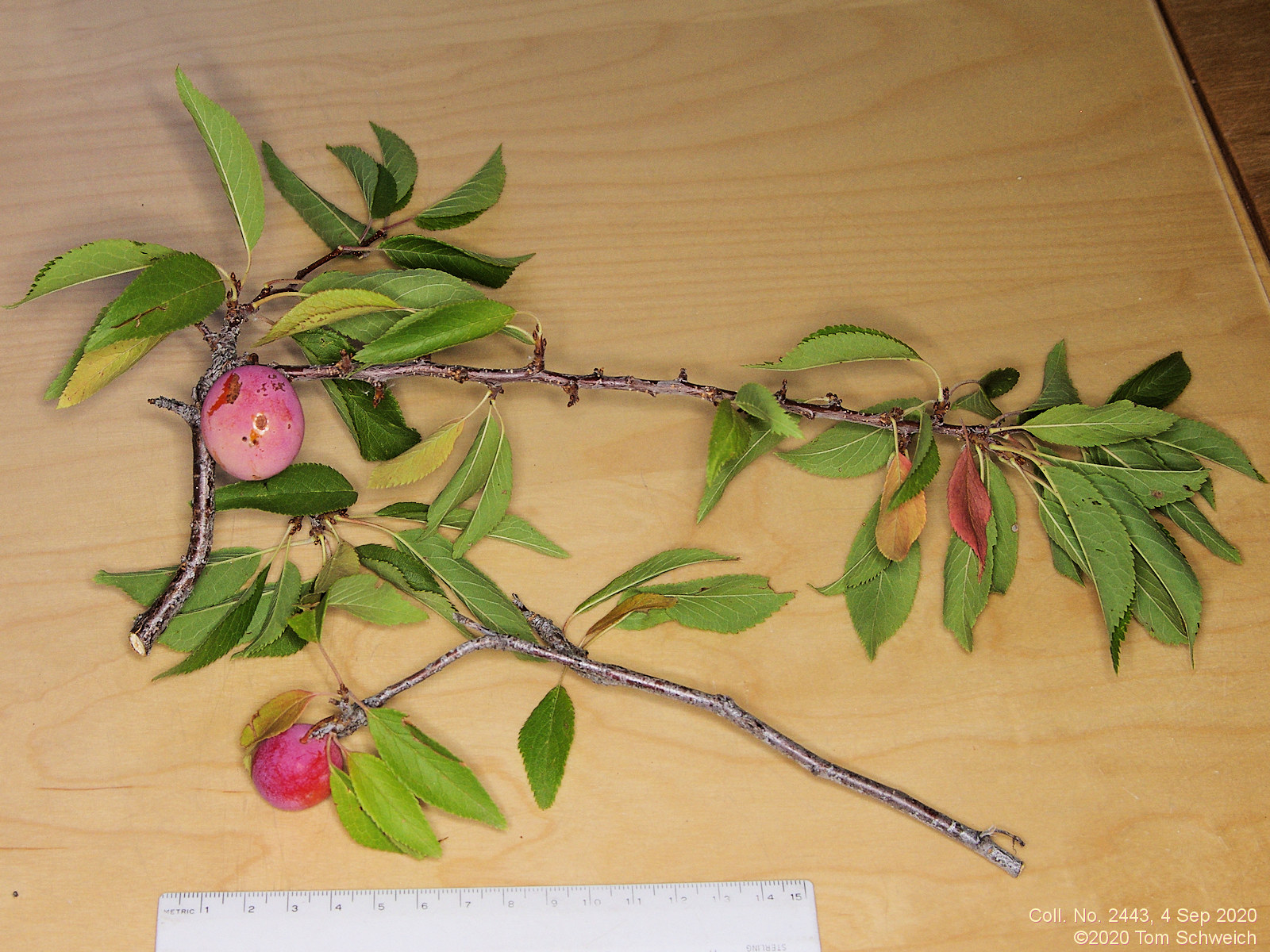 Rosaceae Prunus americana