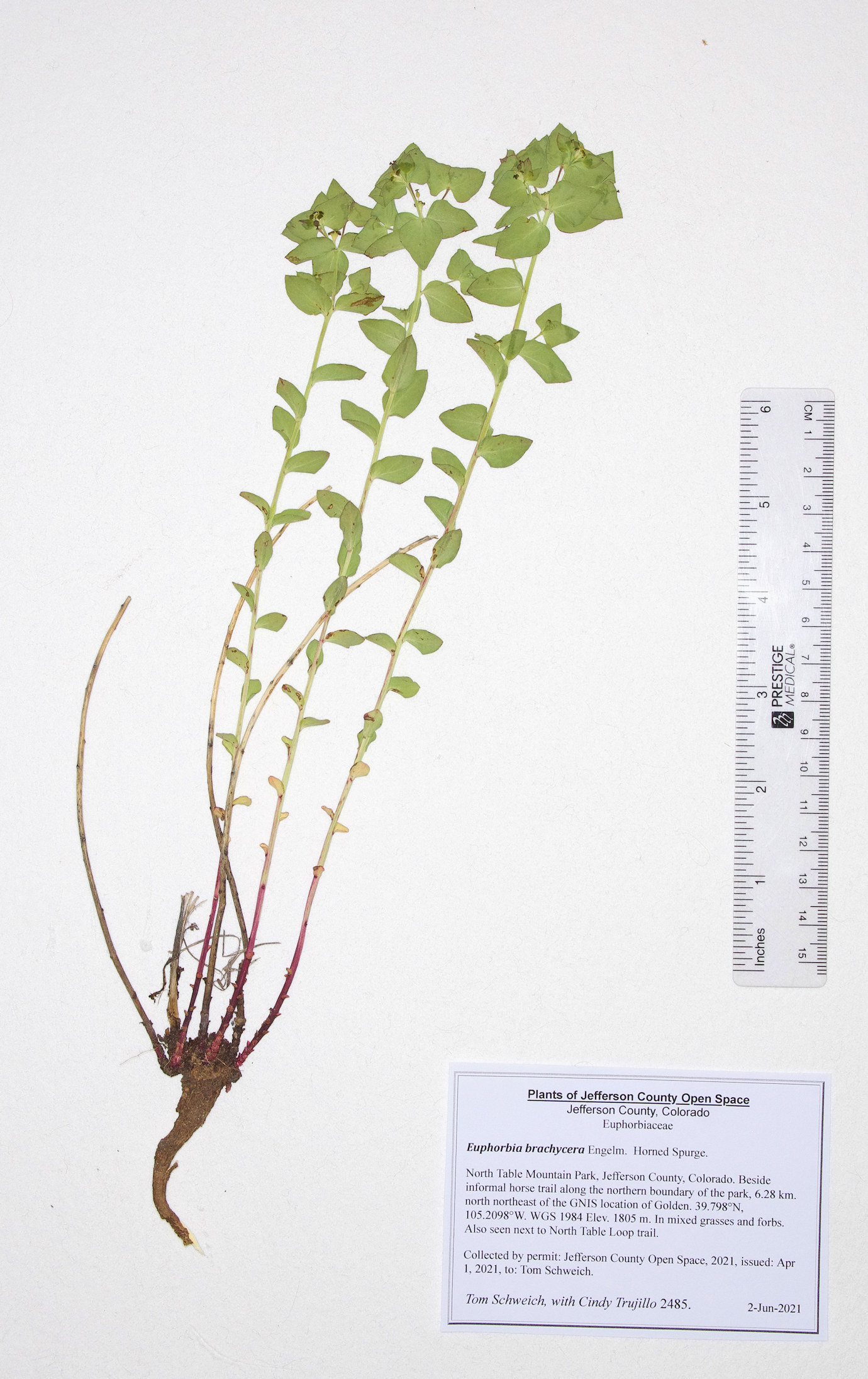 Euphorbiaceae Euphorbia brachycera