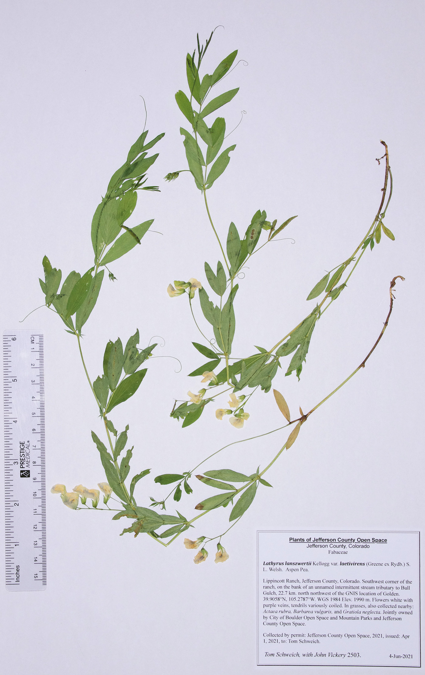 Fabaceae Lathyrus lanszwertii laetivirens