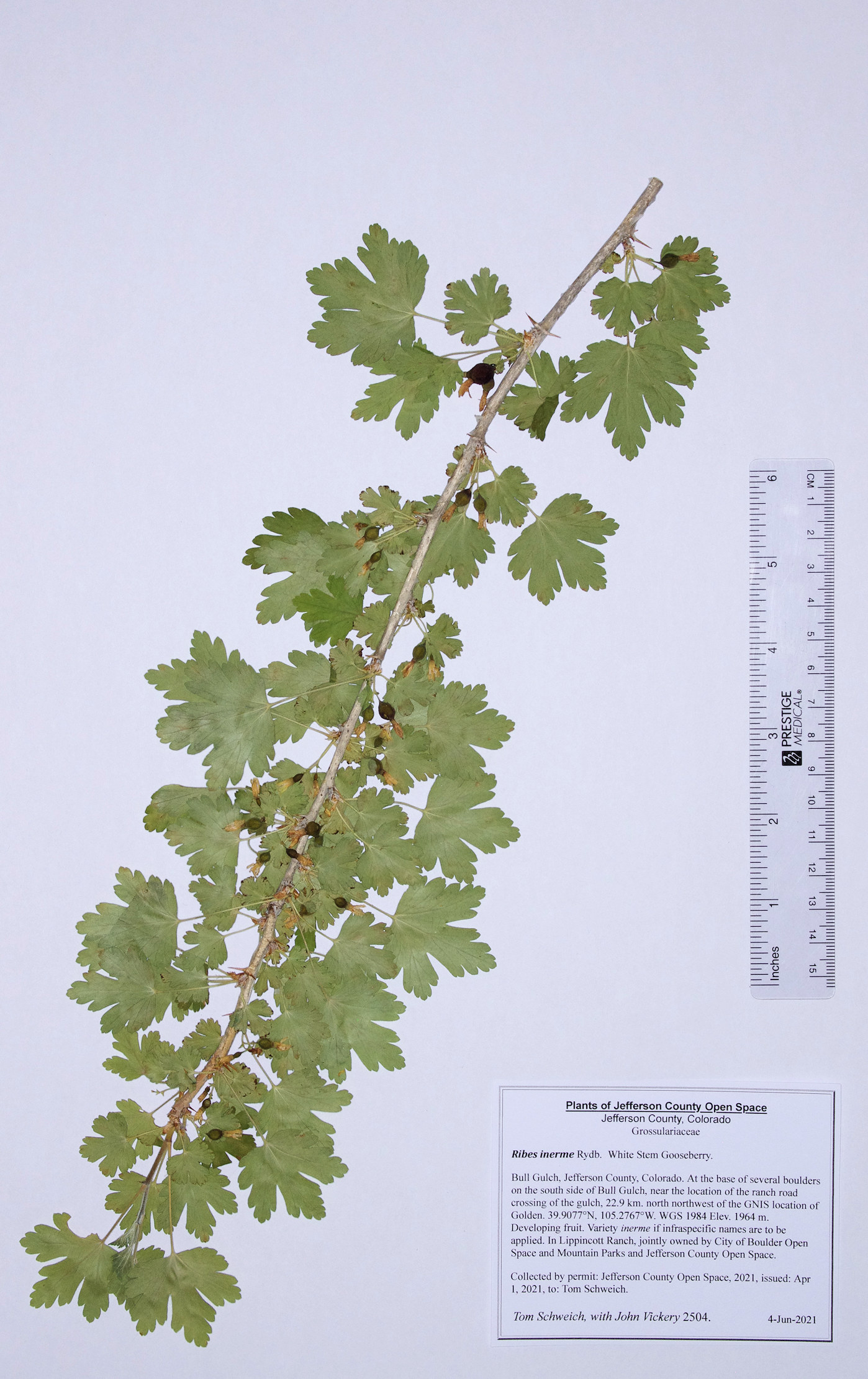 Grossulariaceae Ribes inerme inerme