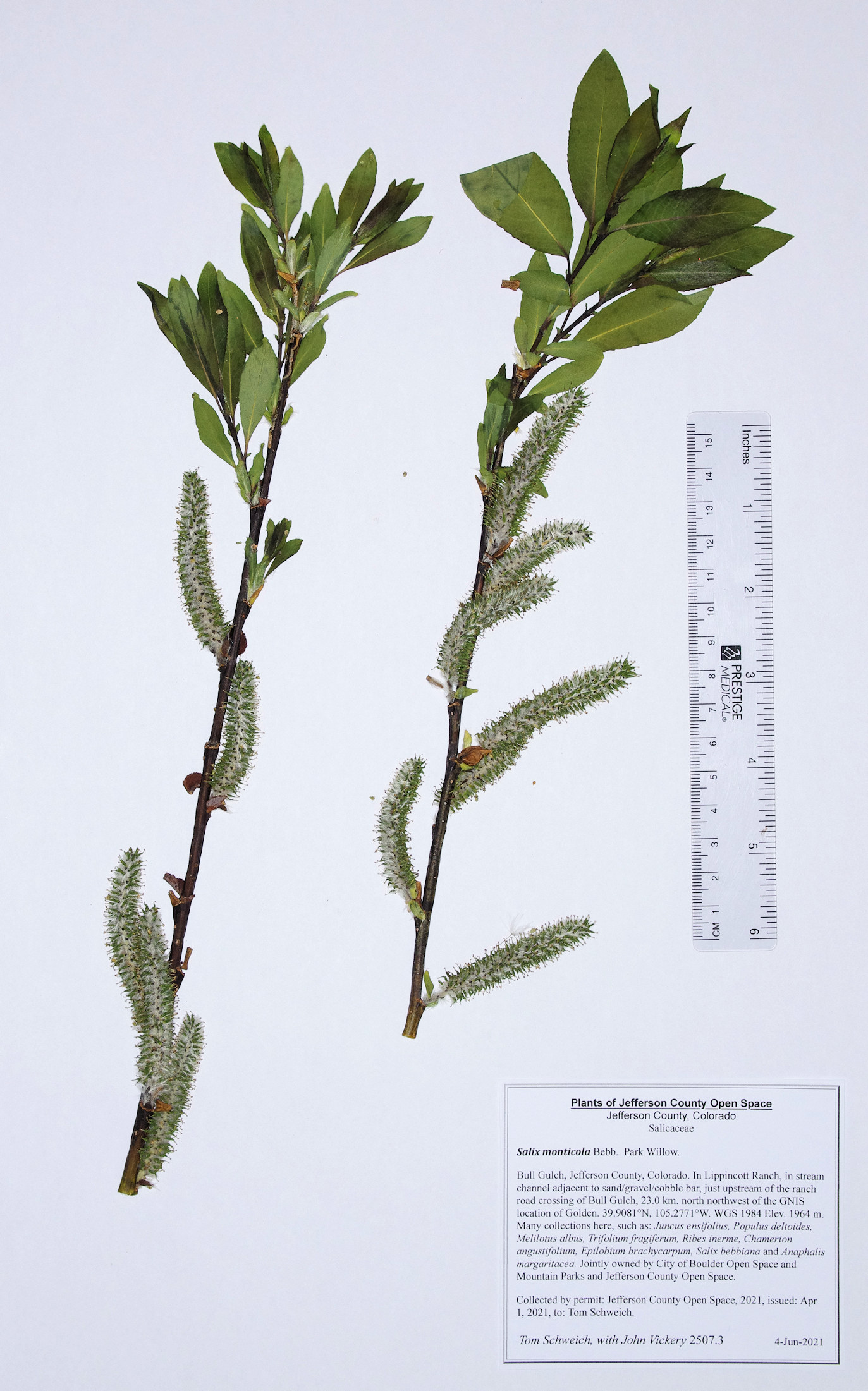 Salicaceae Salix monticola