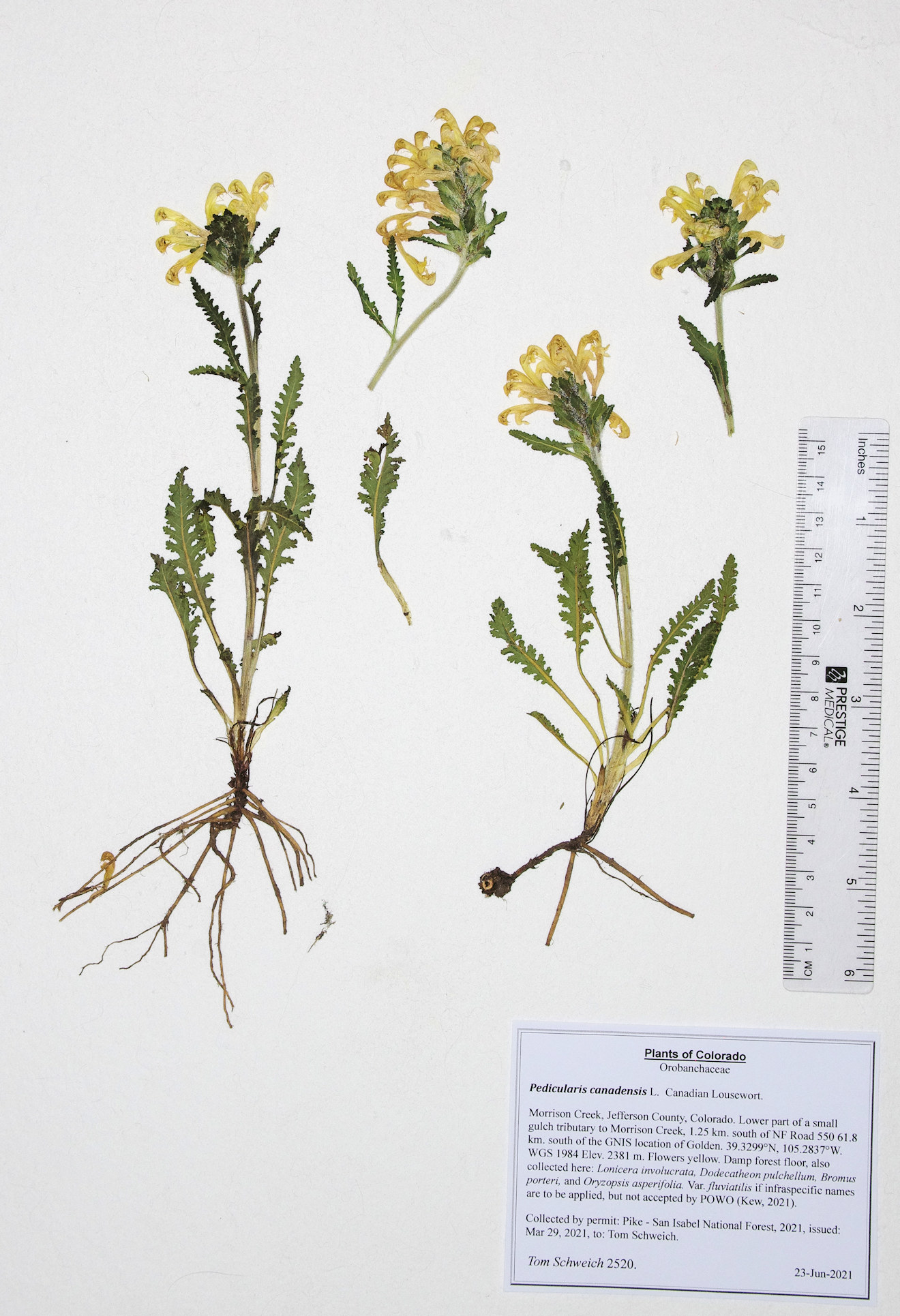 Orobanchaceae Pedicularis canadensis