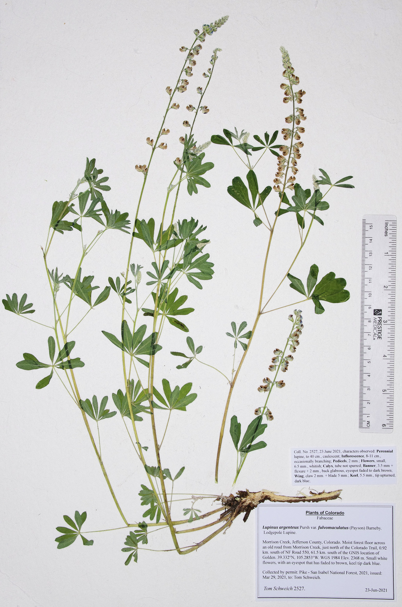 Fabaceae Lupinus argenteus fulvomaculatus