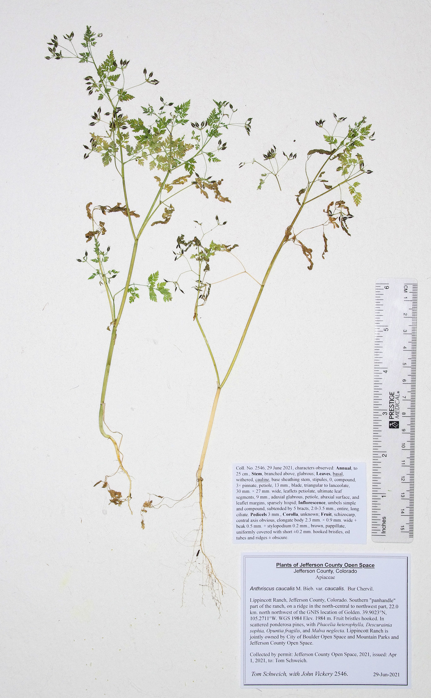 Apiaceae Anthriscus caucalis