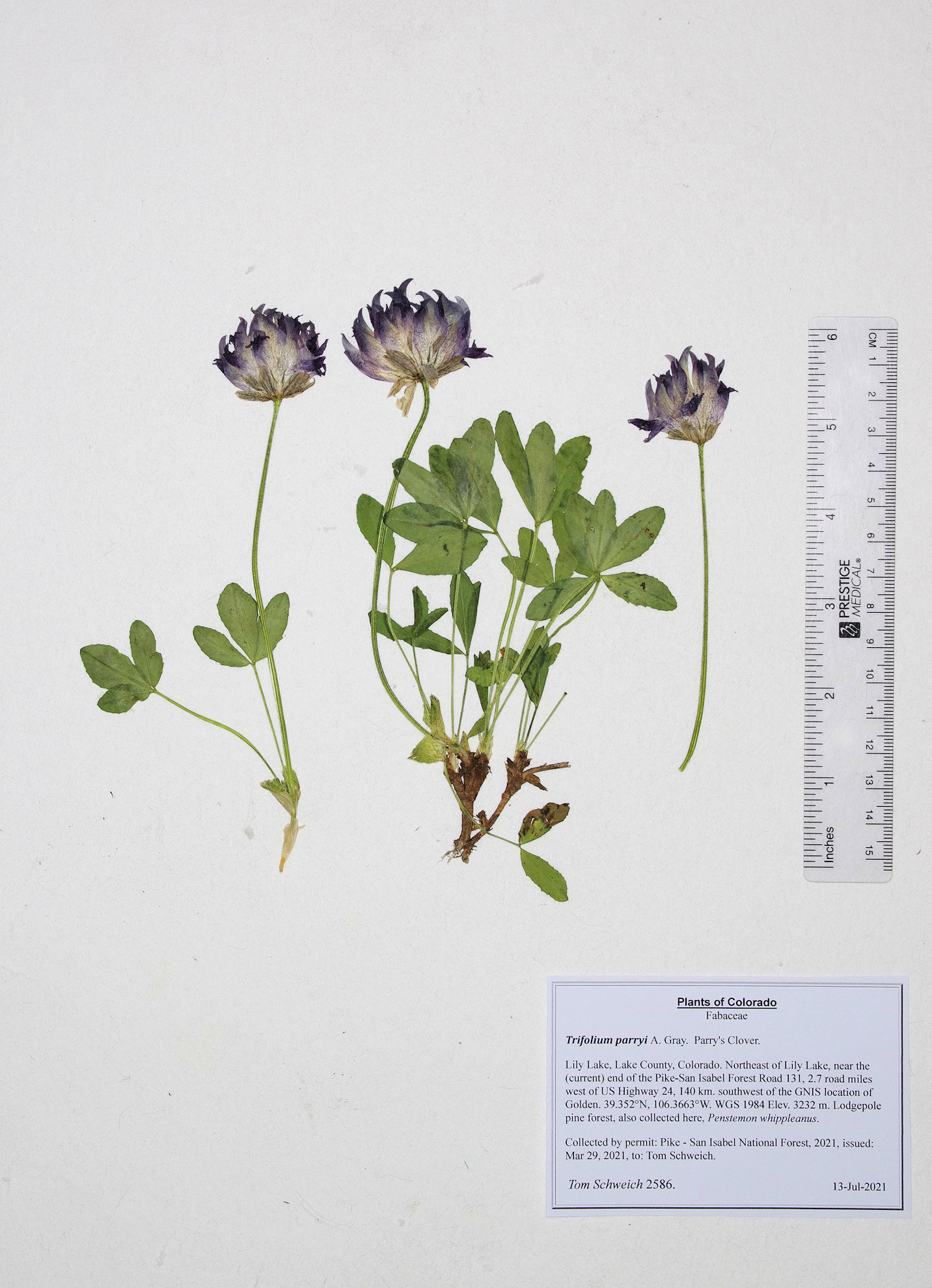 Fabaceae Trifolium parryi
