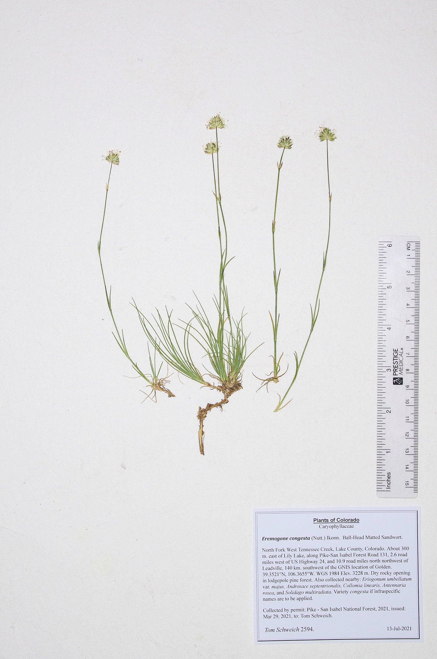 Caryophyllaceae Eremogone congesta