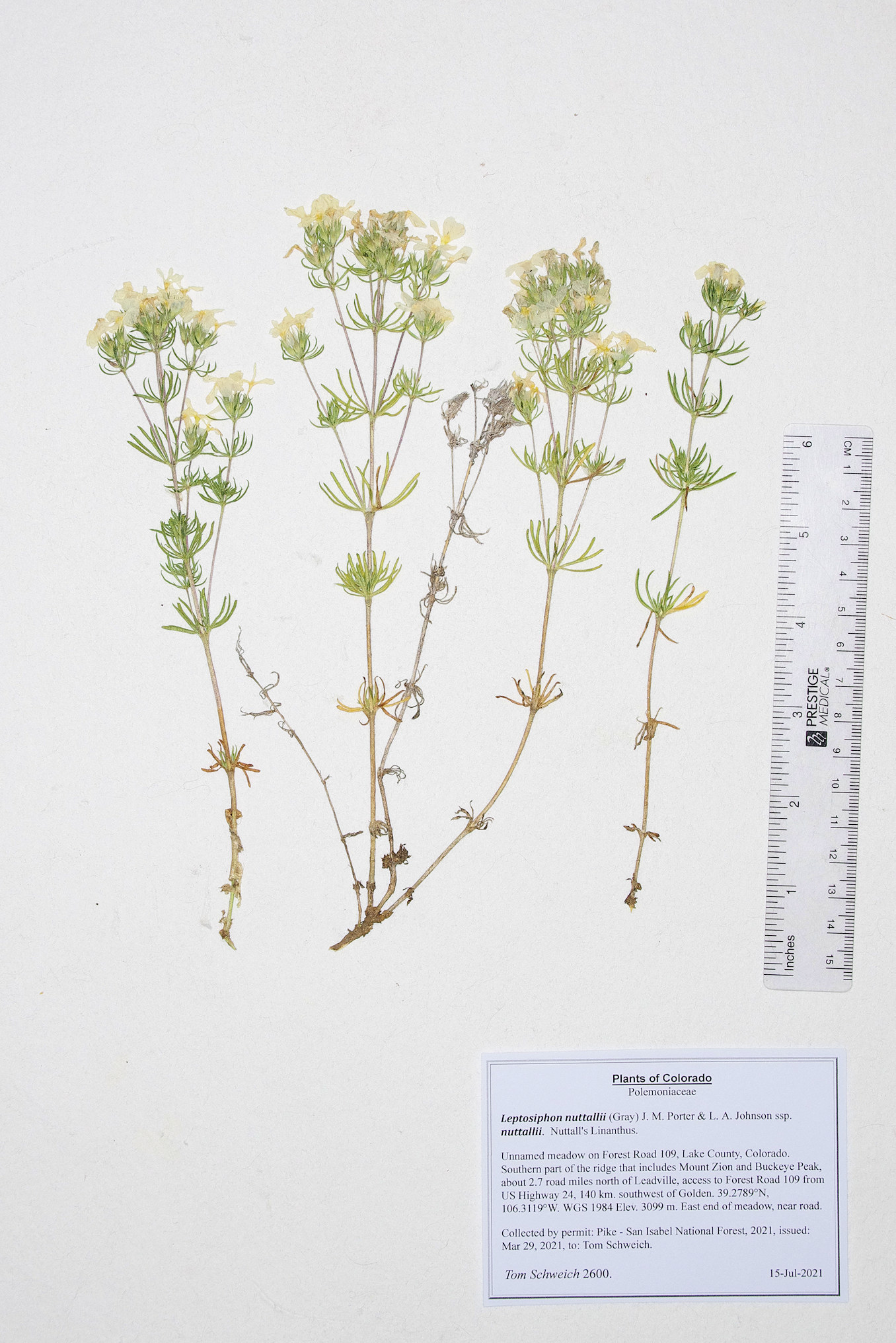 Polemoniaceae Leptosiphon nuttallii nuttallii