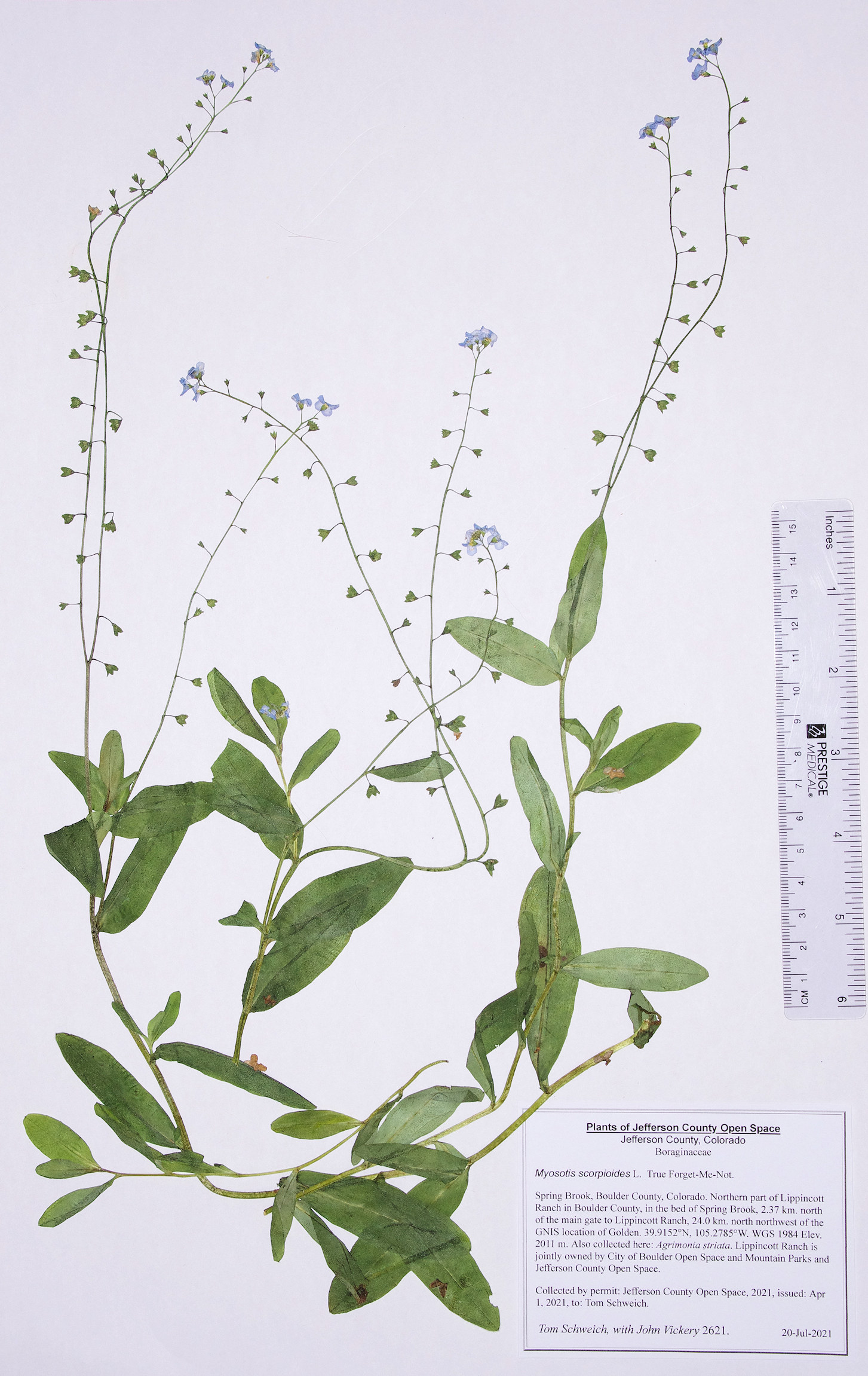 Boraginaceae Myosotis scorpioides