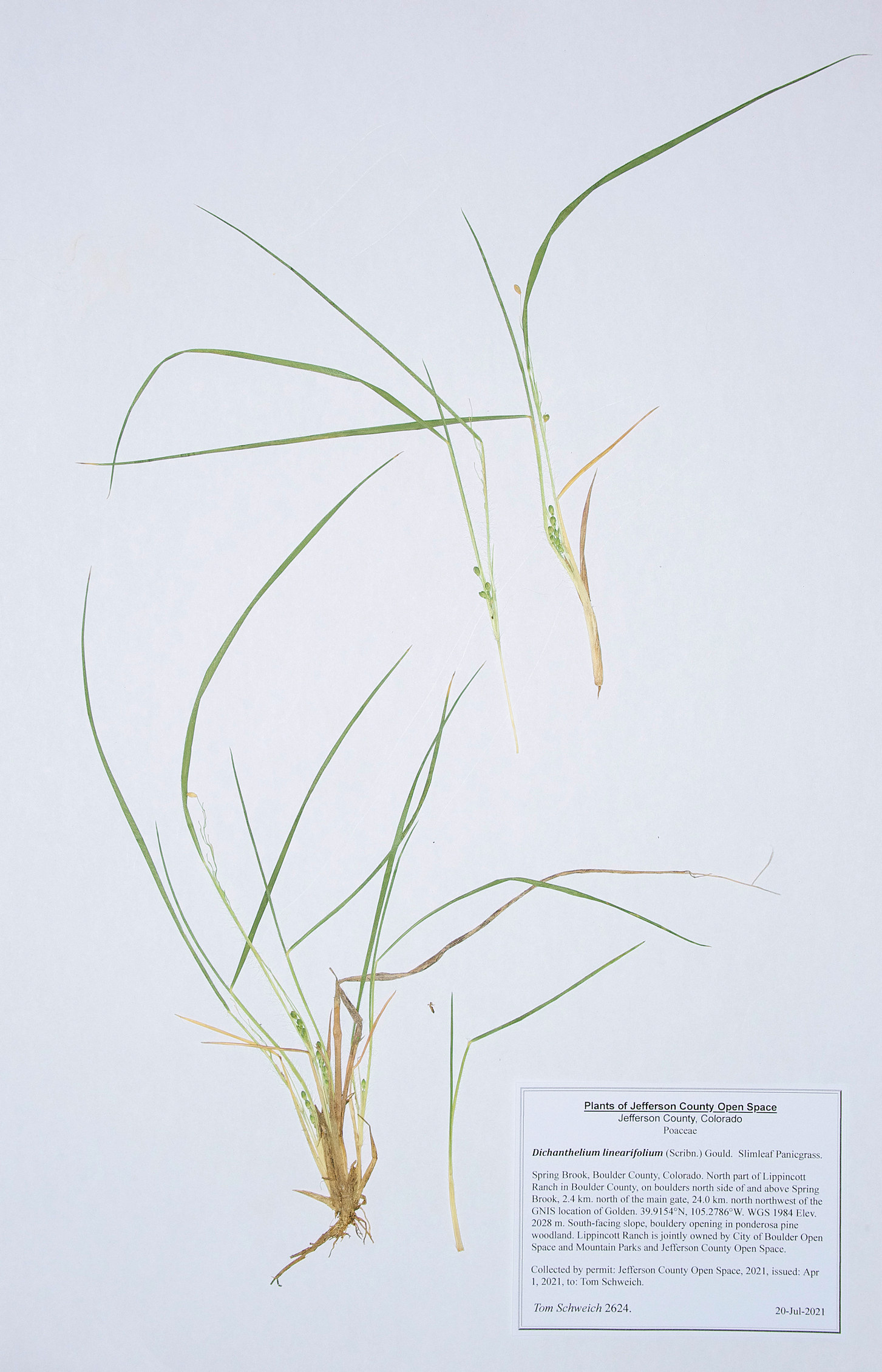 Poaceae Dichanthelium linearifolium