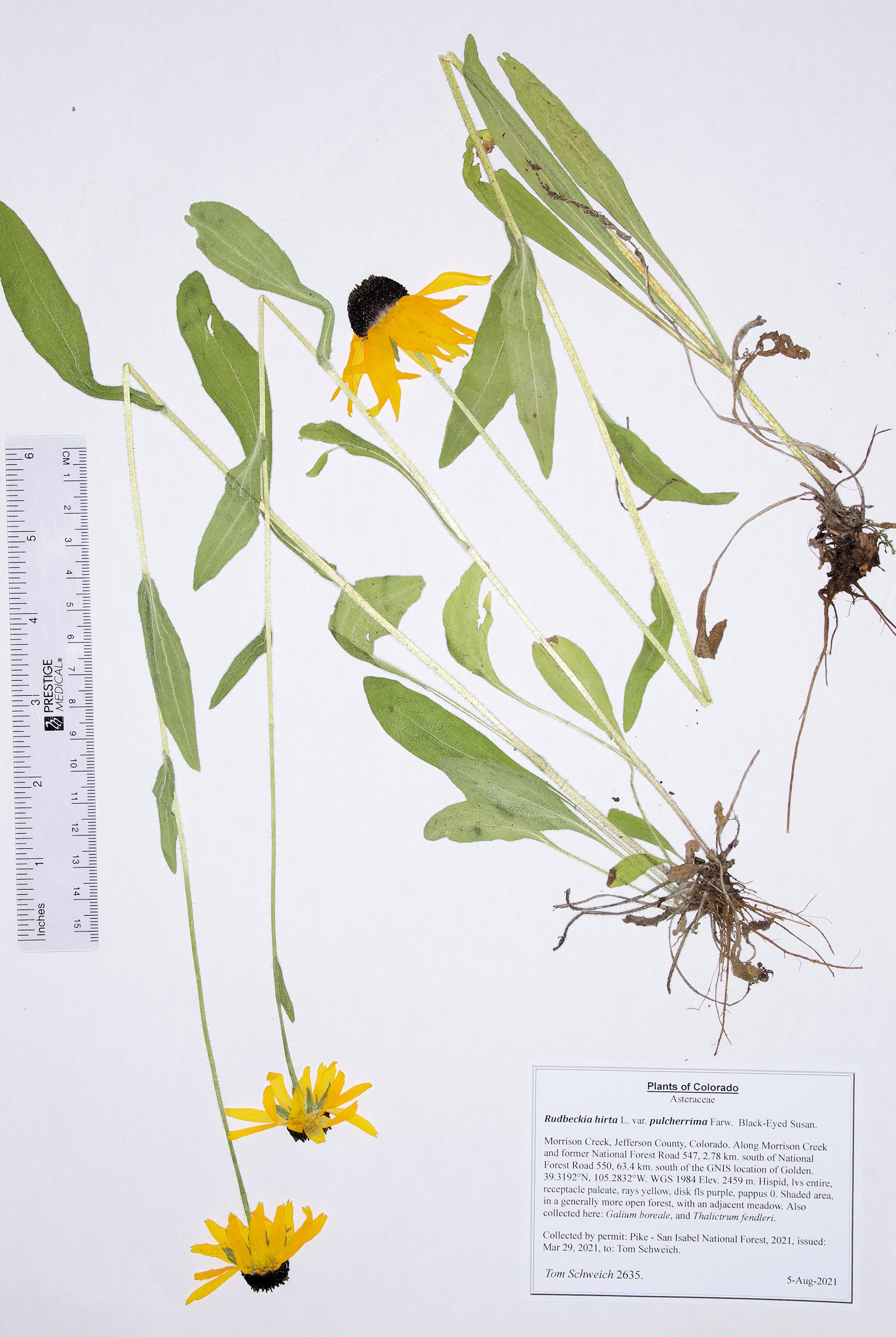 Asteraceae Rudbeckia nirta pulcherrima