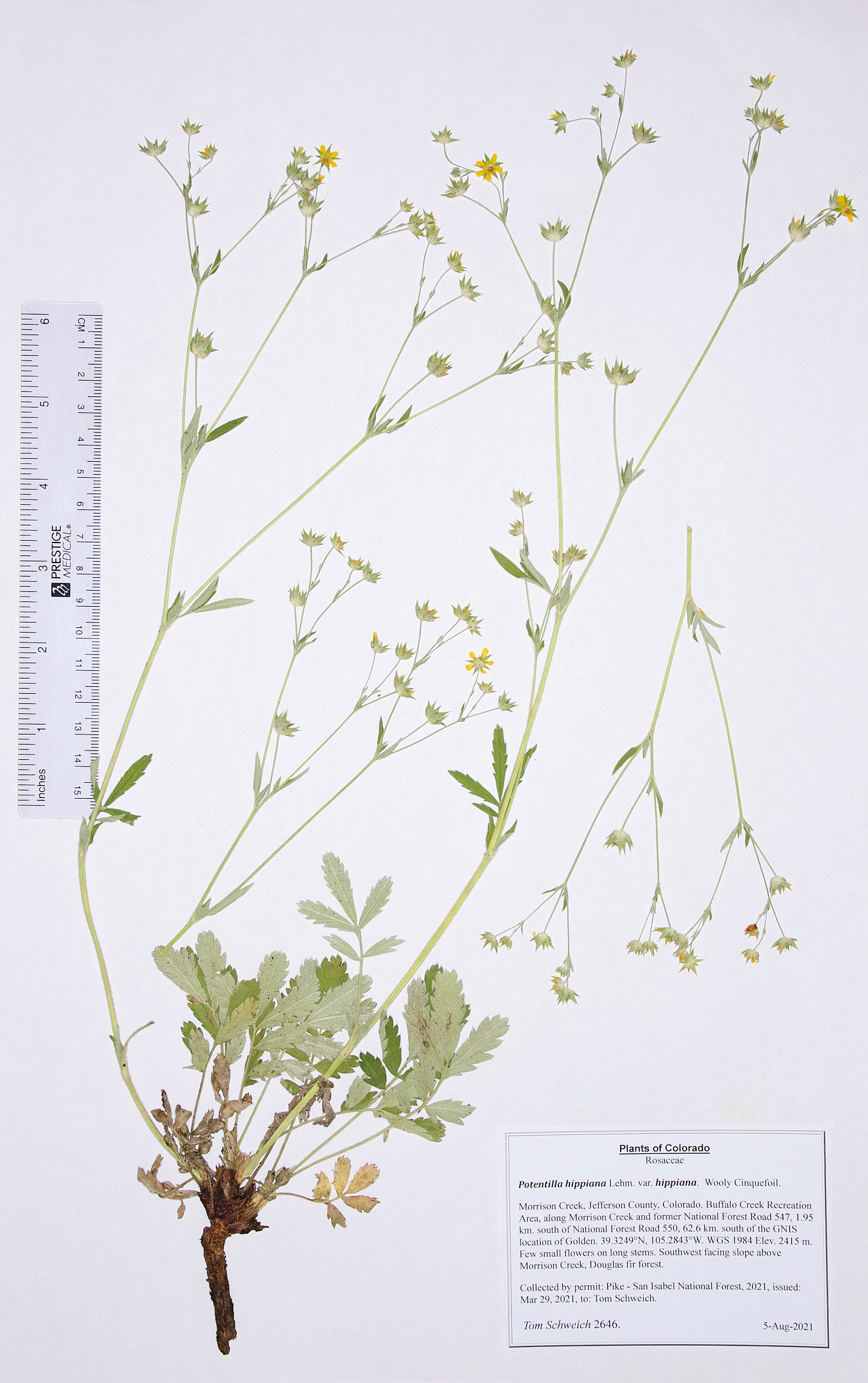 Rosaceae Potentilla hippiana hippiana