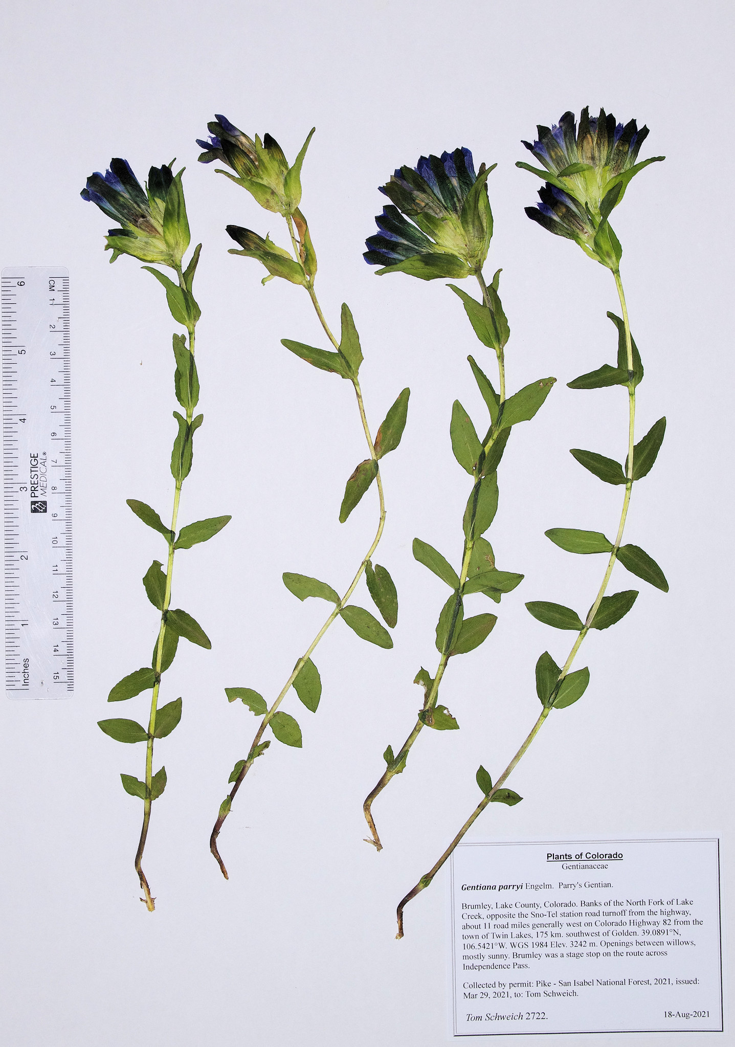 Gentianaceae Gentiana parryi