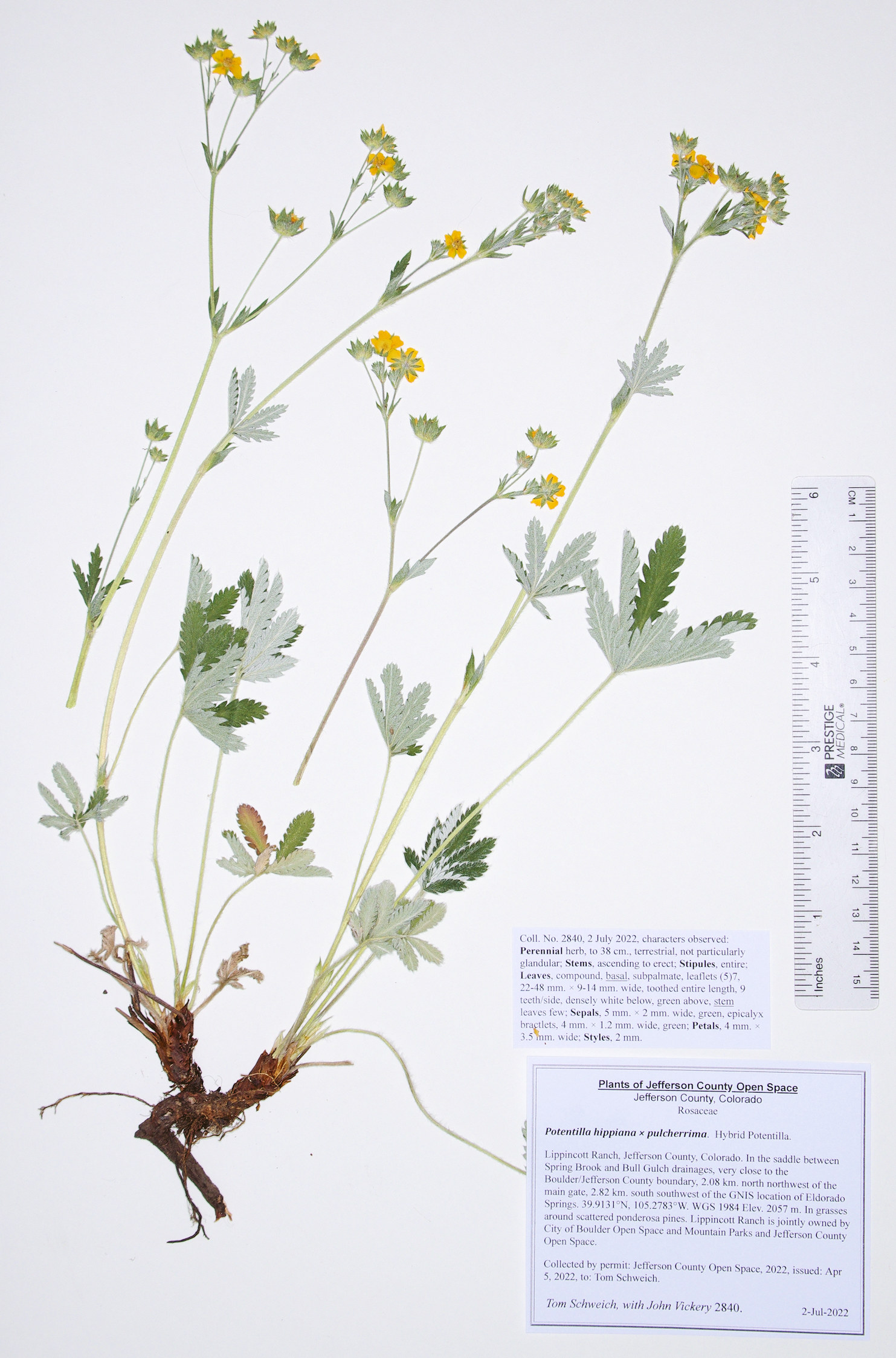 Rosaceae Potentilla hippiana  pulcherrima