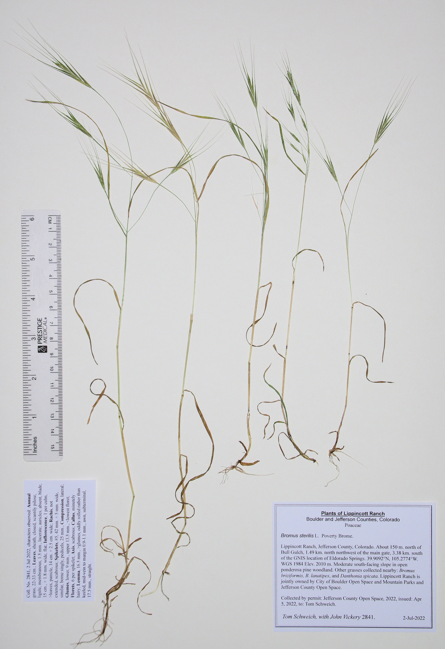 Poaceae Bromus sterilis