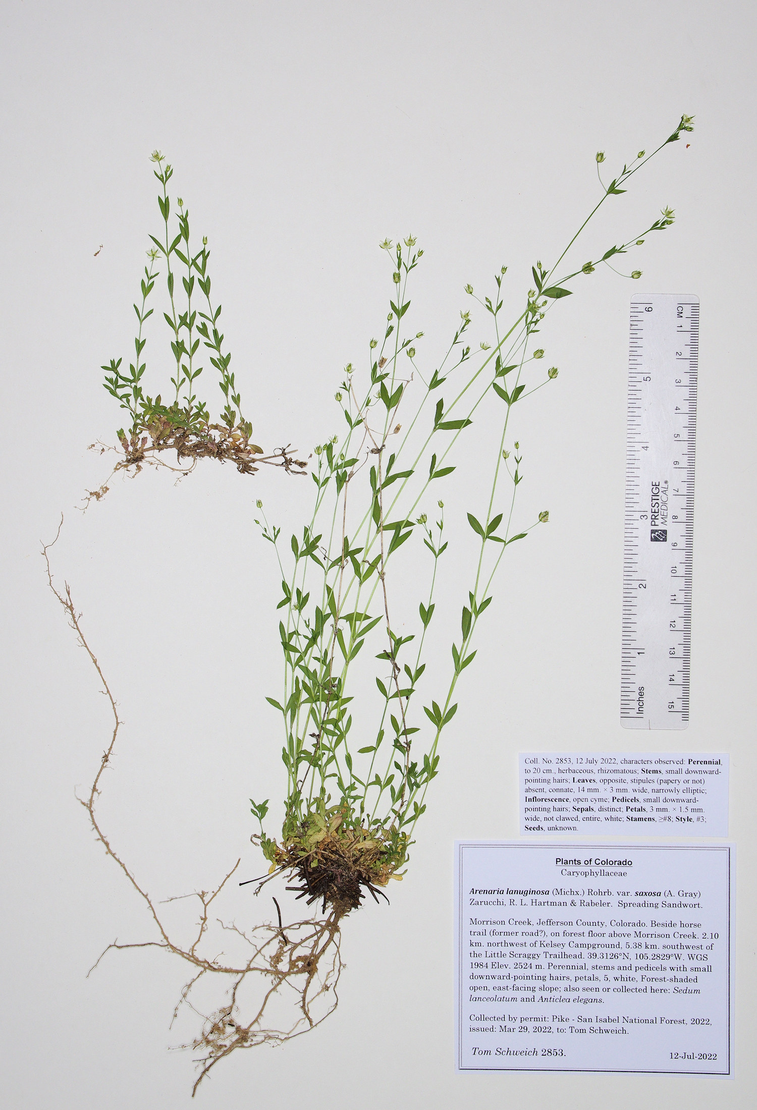 Caryophyllaceae Arenaria lanuginosa saxosa