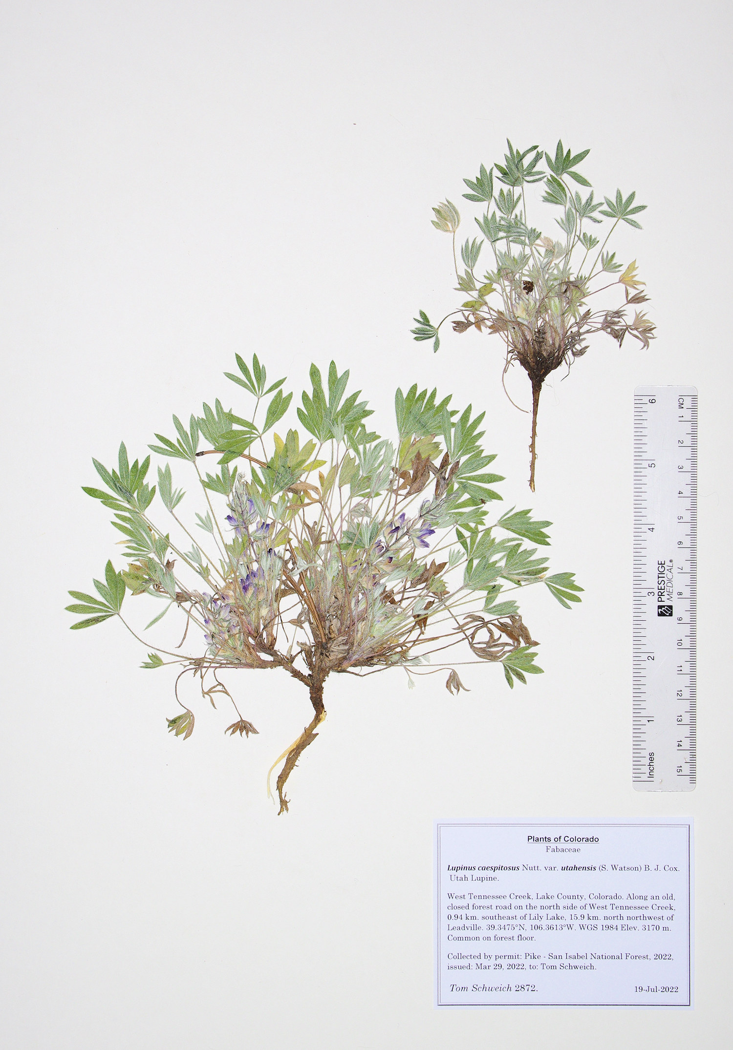 Fabaceae Lupinus caespitosus utahensis