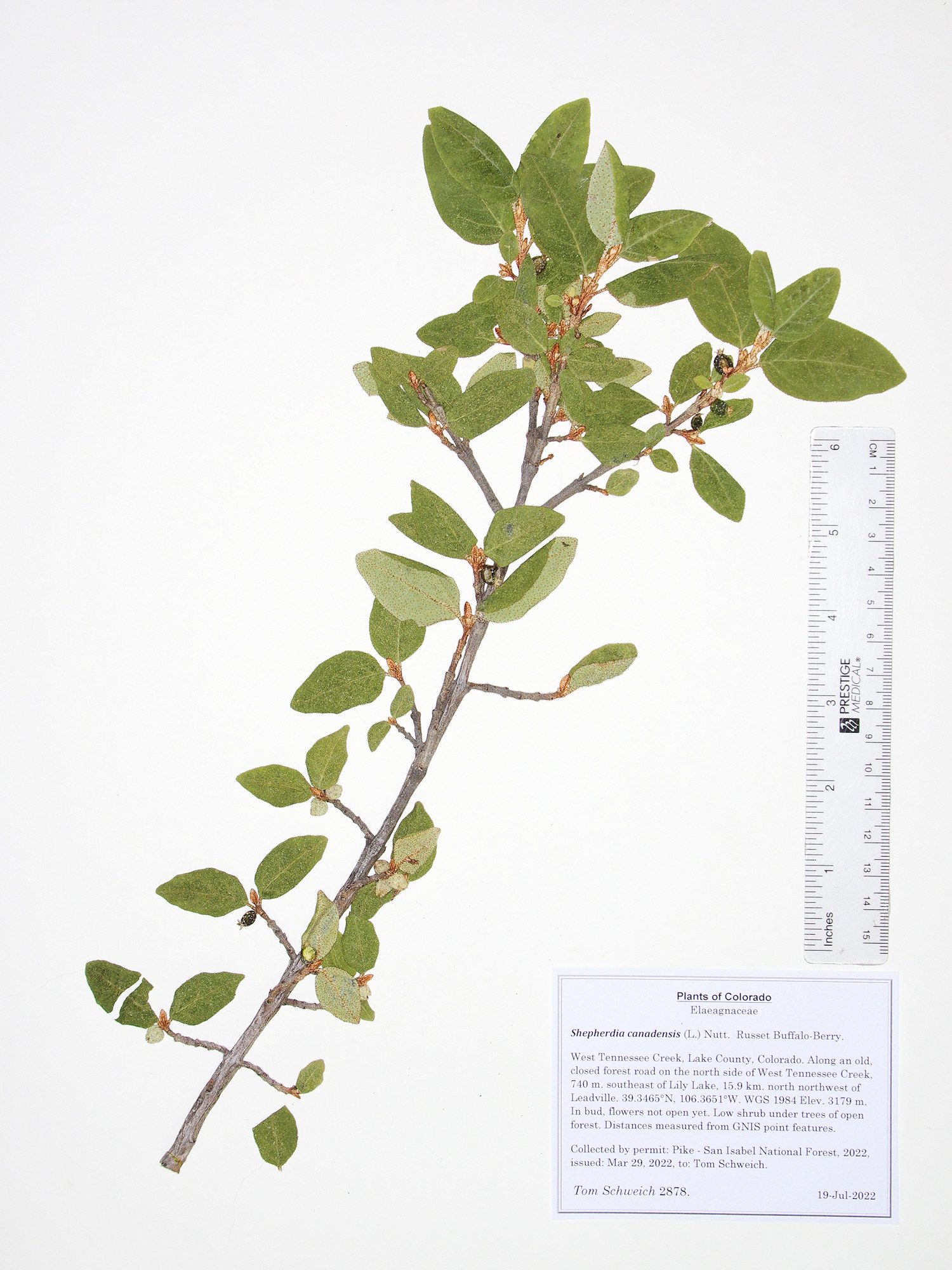 Elaeagnaceae Shepherdia canadensis