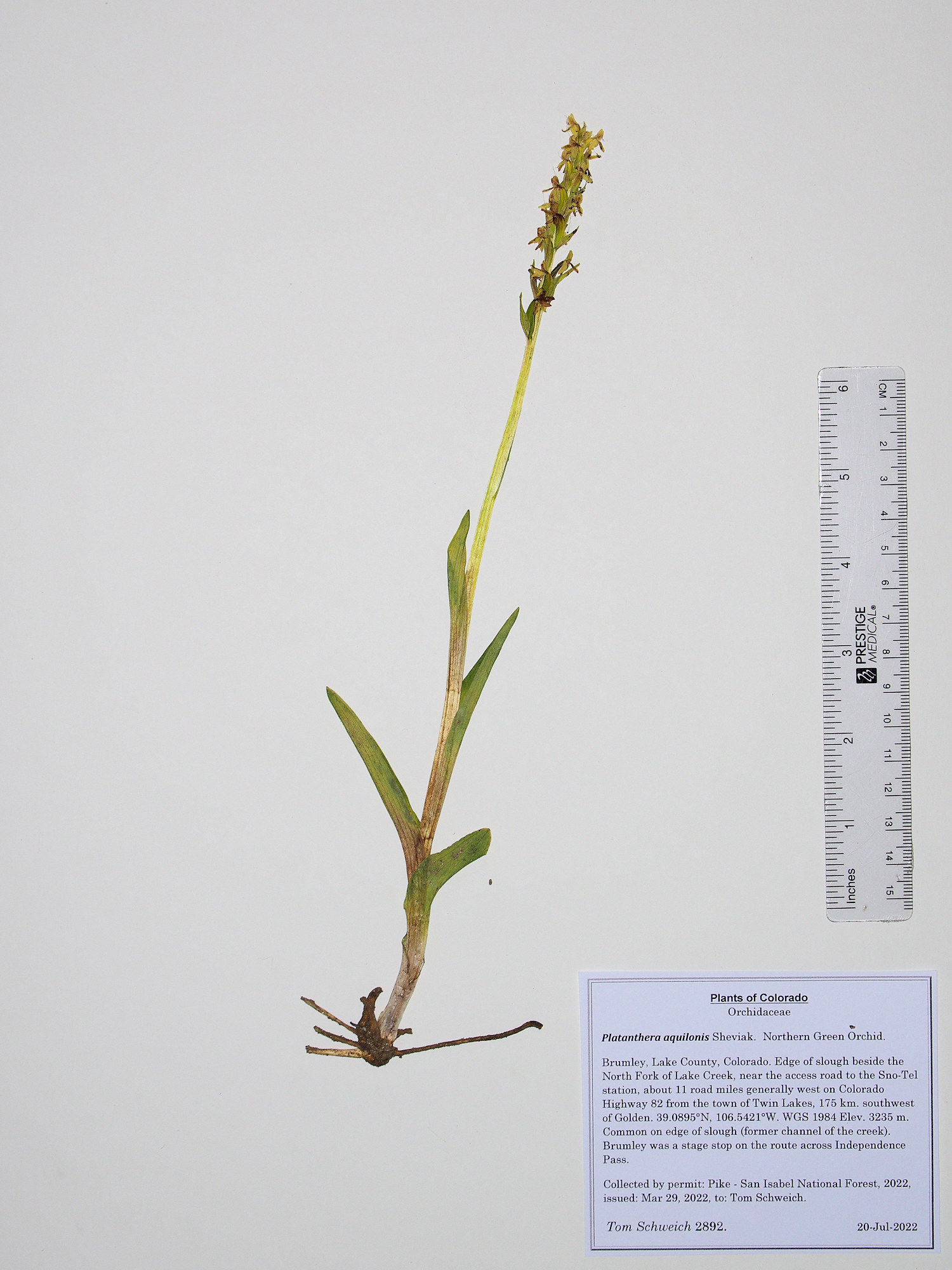Orchidaceae Platanthera aquilonis