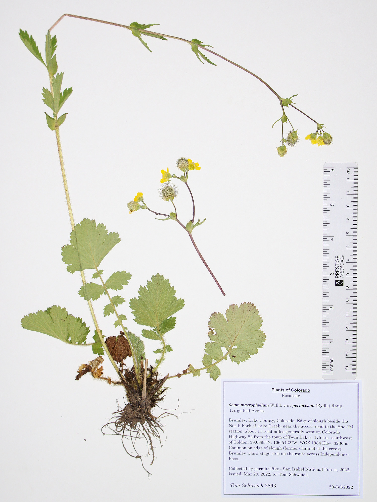 Rosaceae Geum macrophyllum perincisum