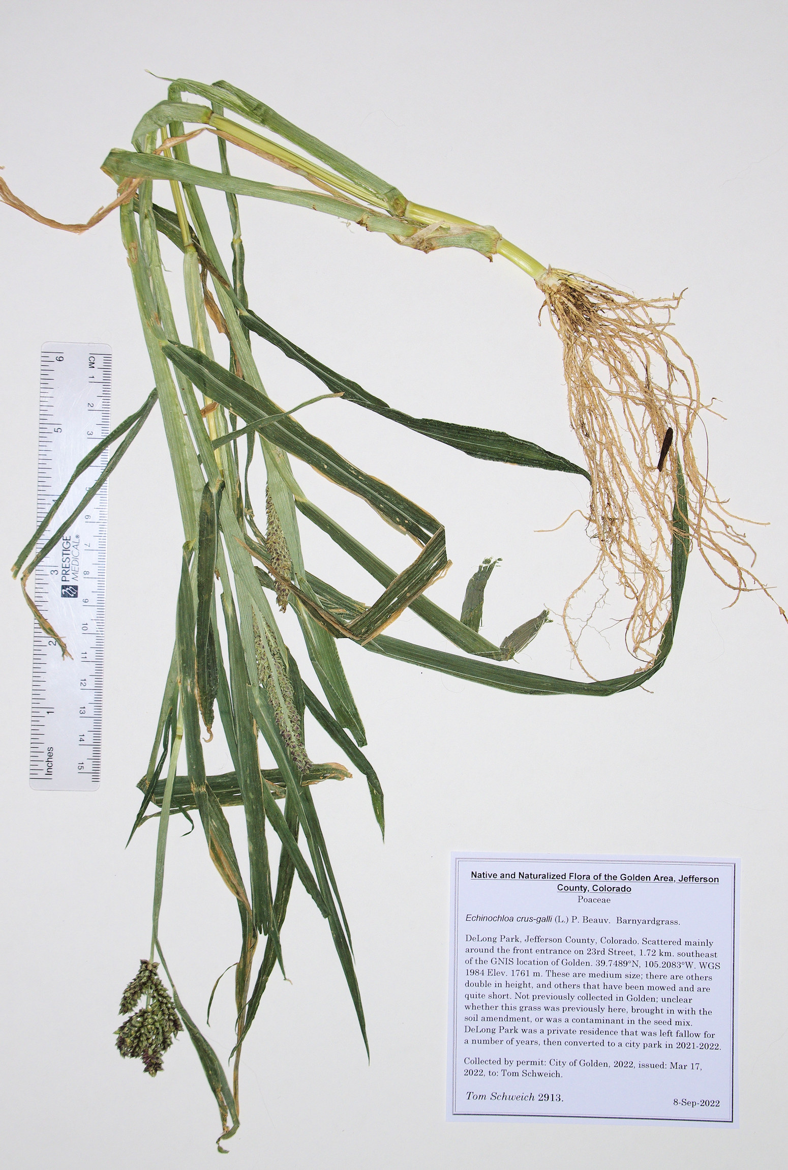 Poaceae Echinochloa crus-galli