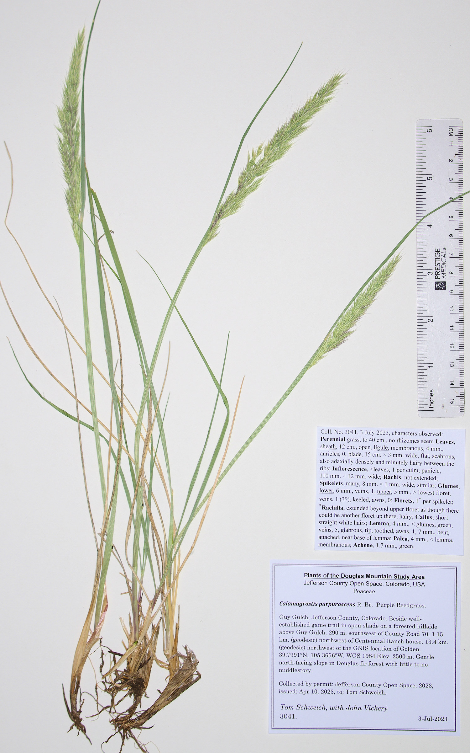 Poaceae Calamagrostis purpurascens