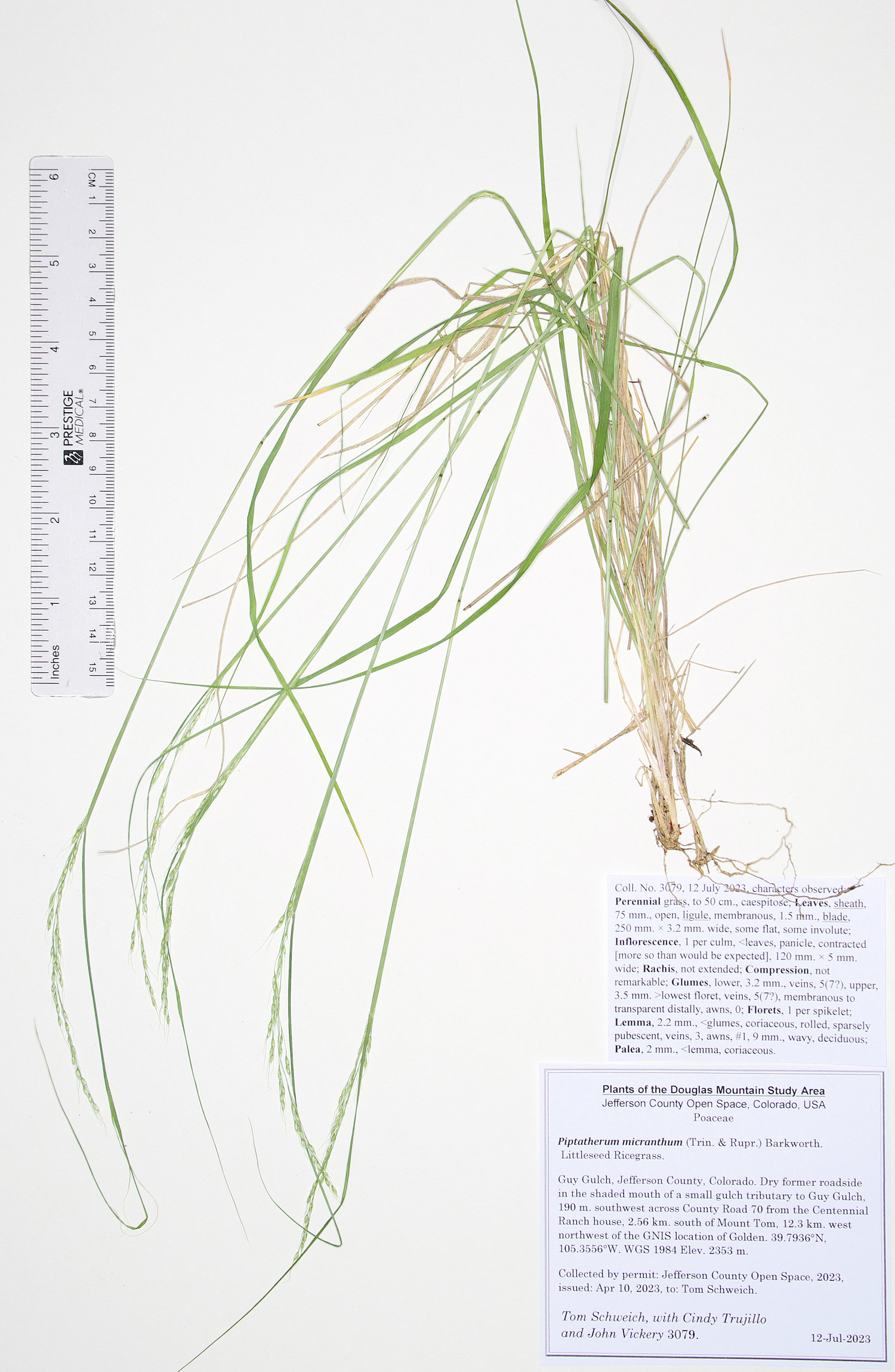 Poaceae Piptatherum micranthum