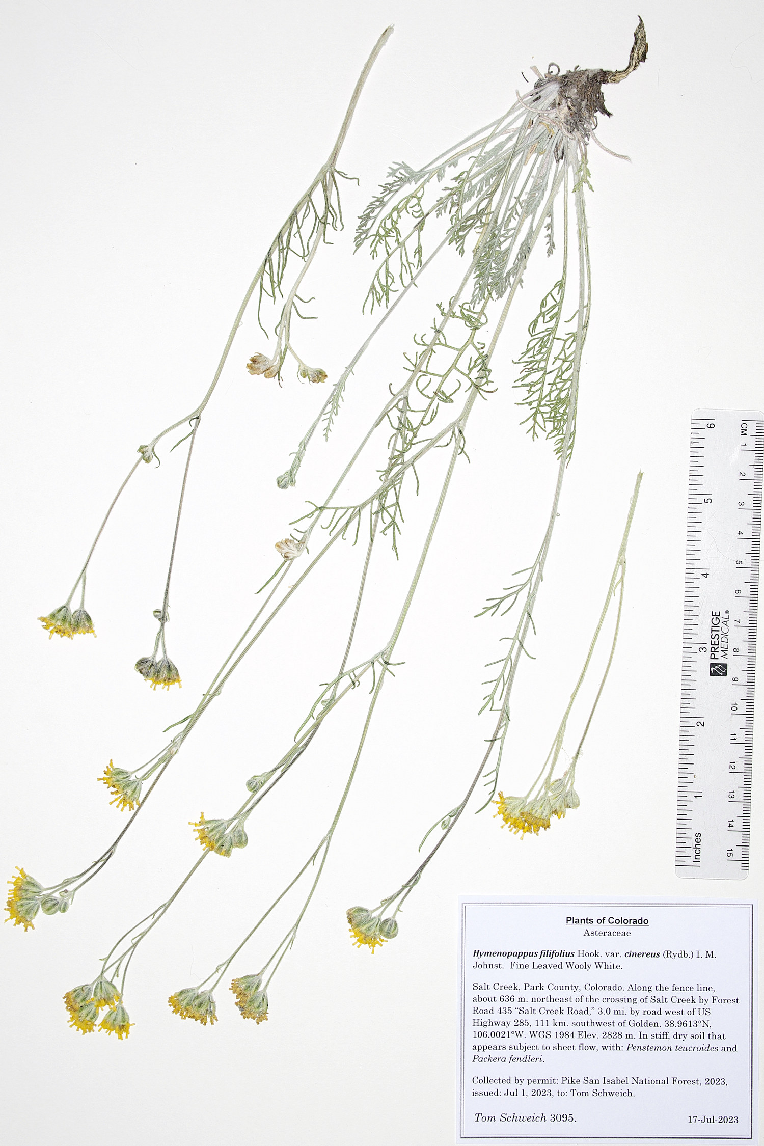 Asteraceae Hymenopappus filifolius cinereus