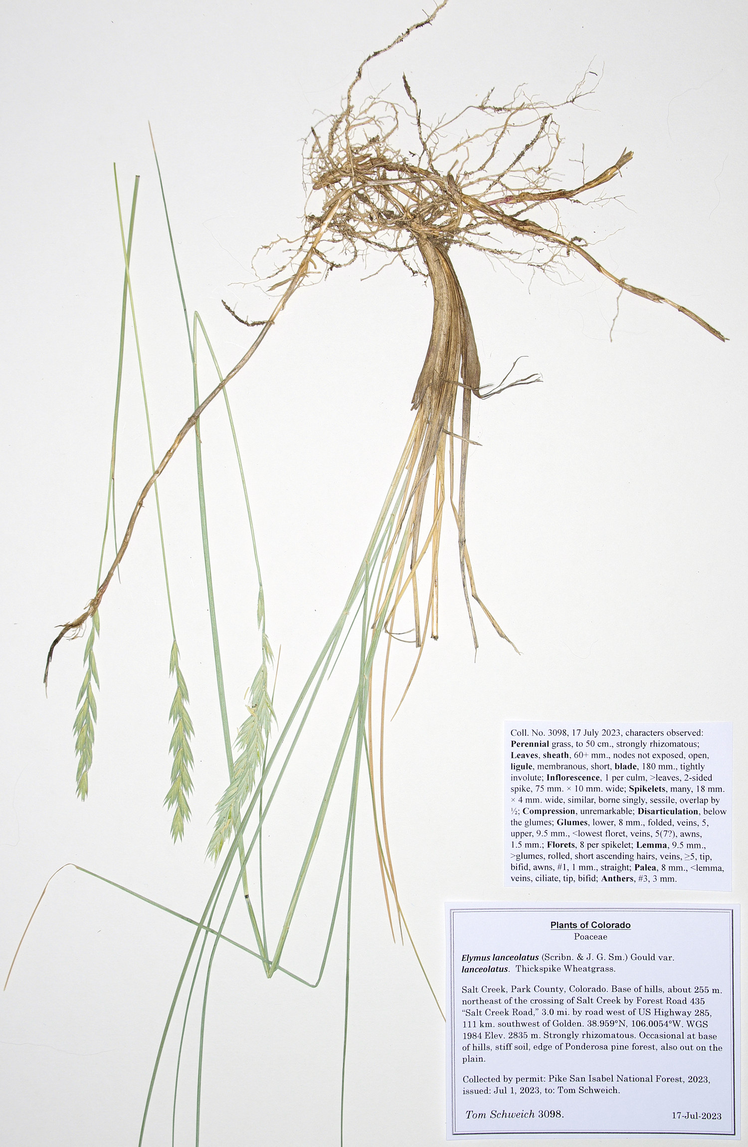 Poaceae Pascopyrum smithii