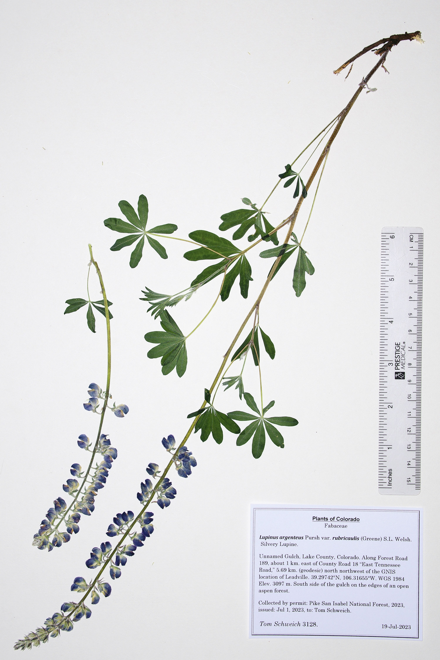 Fabaceae Lupinus argenteus rubricaulis
