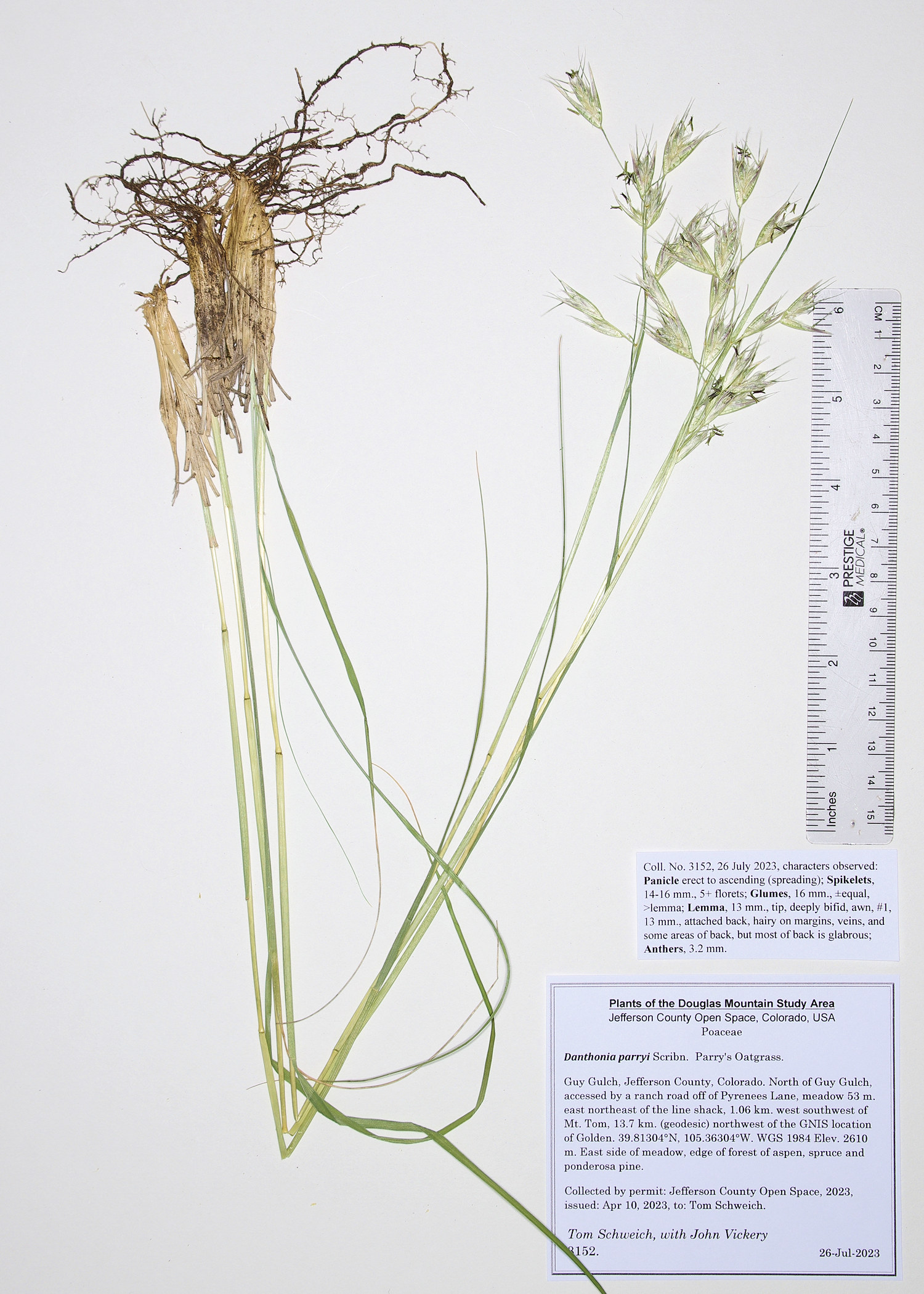 Poaceae Danthonia parryi
