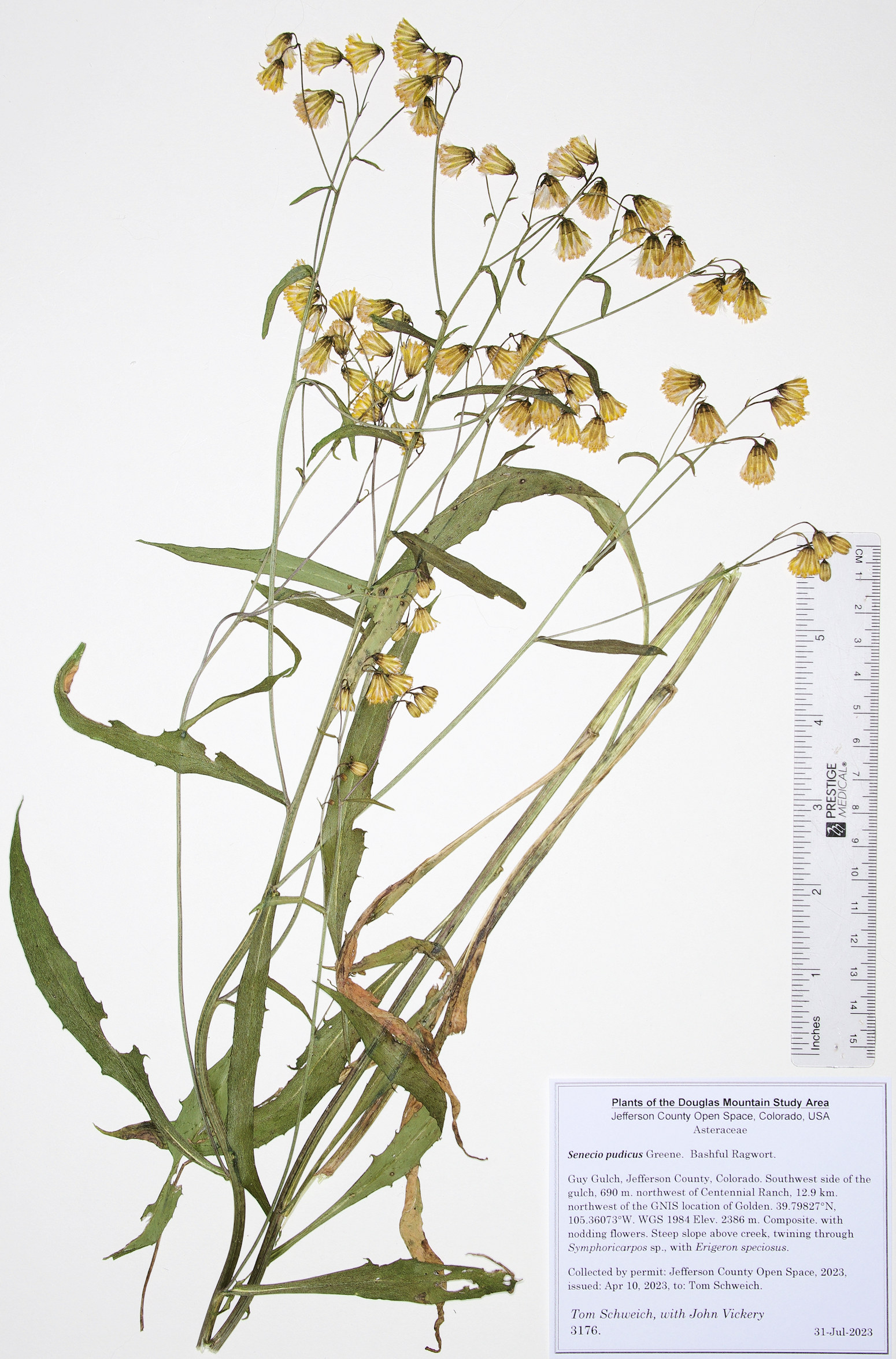 Asteraceae Senecio pudicus