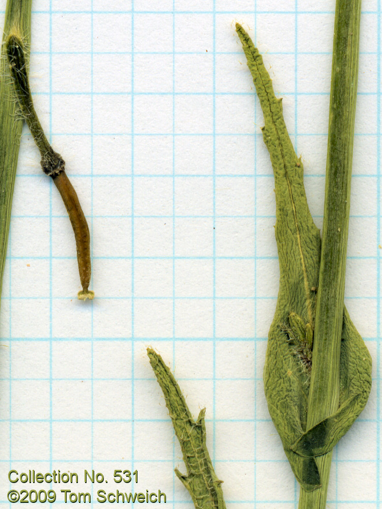 Brassicaceae Caulanthus cooperi