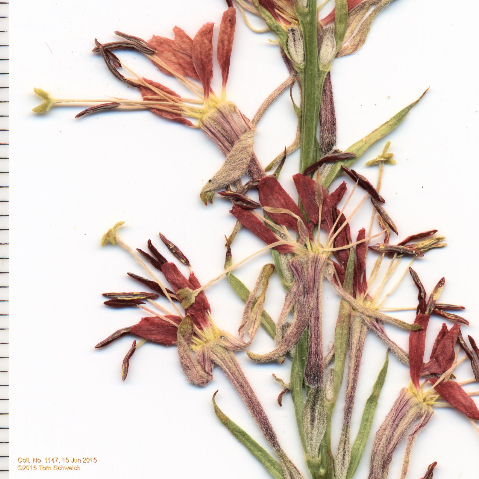 Onagraceae Oenothera suffrutescens