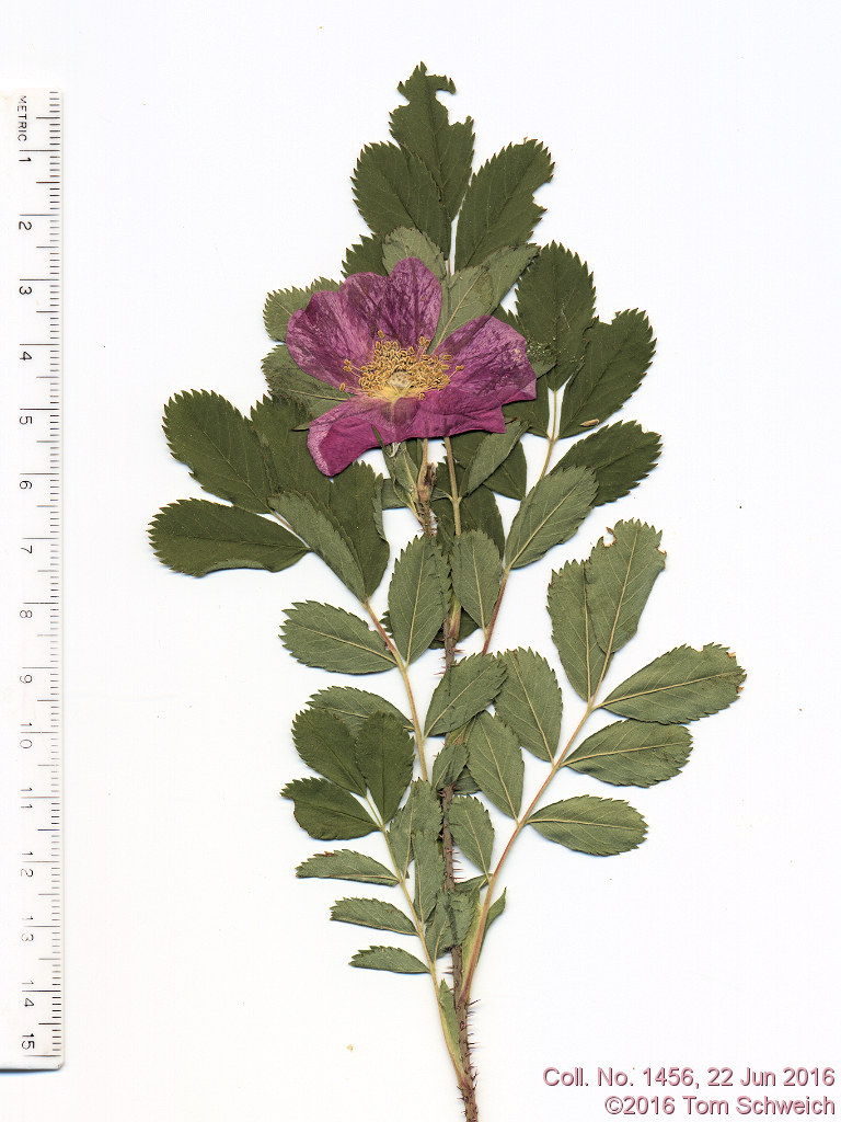 Rosaceae Rosa arkansana