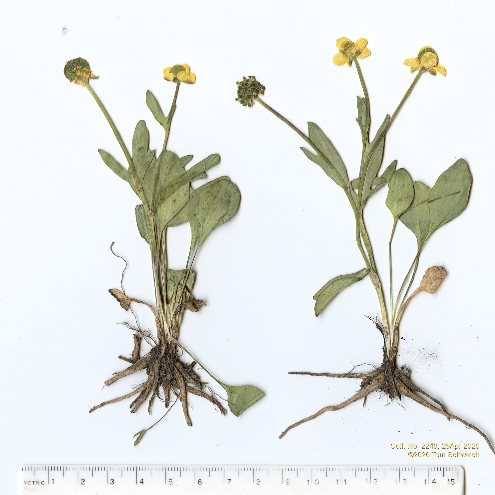 Ranunculaceae Ranunculus glaberrimus elliptica