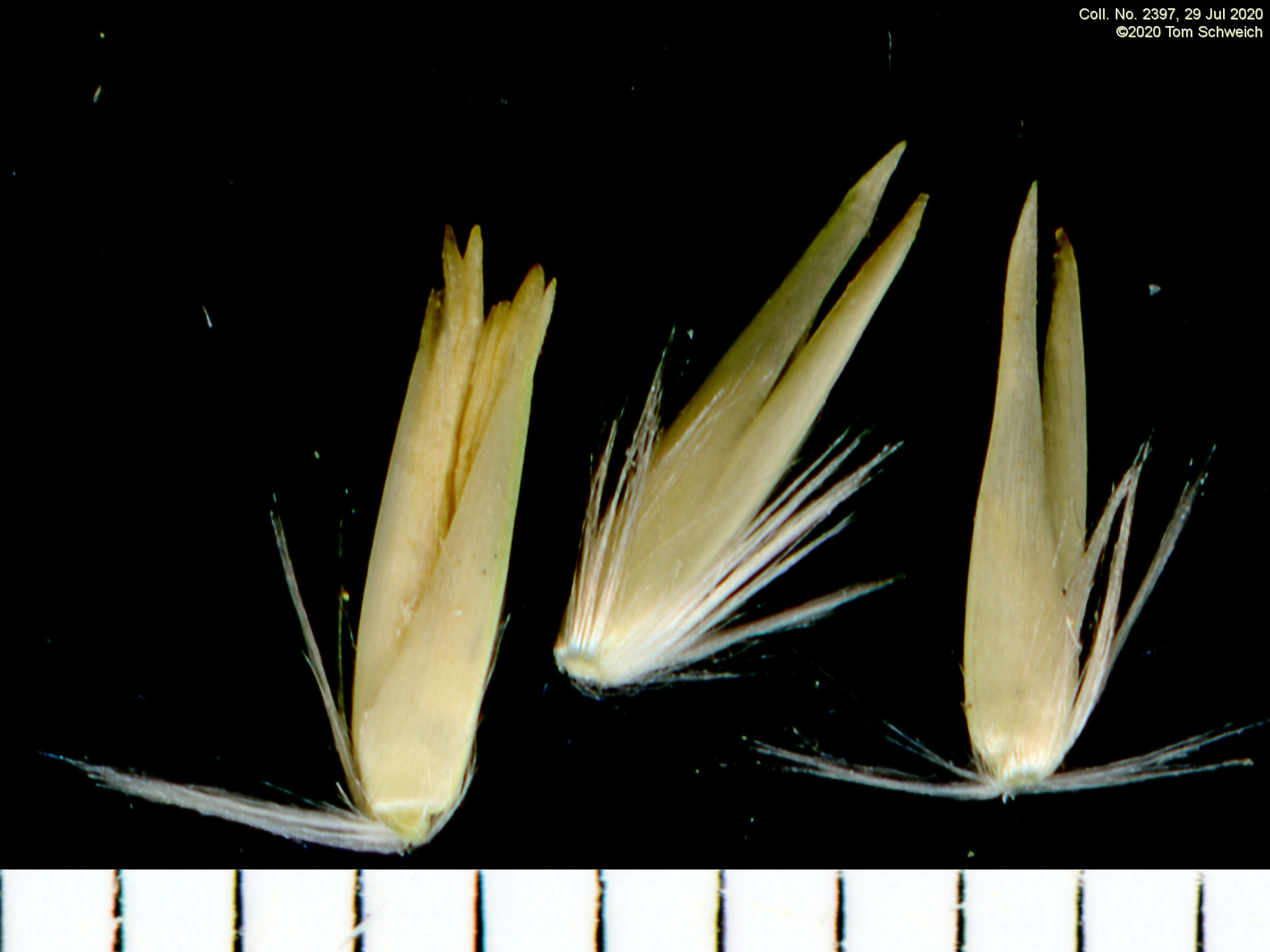 Poaceae Calamovilfa longifolia