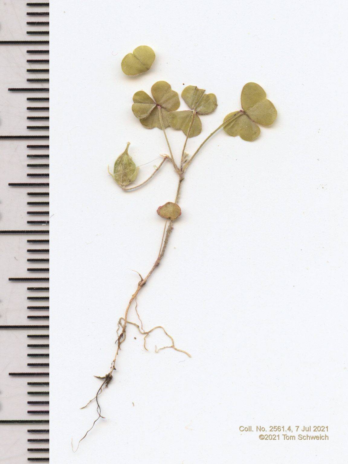 Fabaceae Trifolium