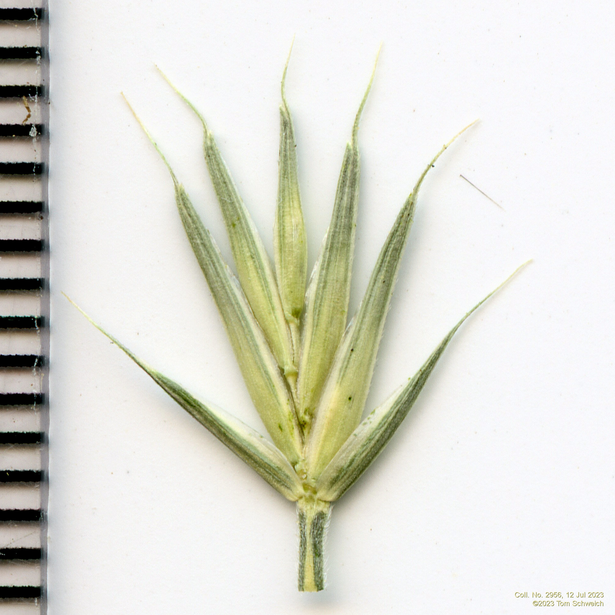 Poaceae Agropyron cristatum