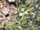 Full Size Image