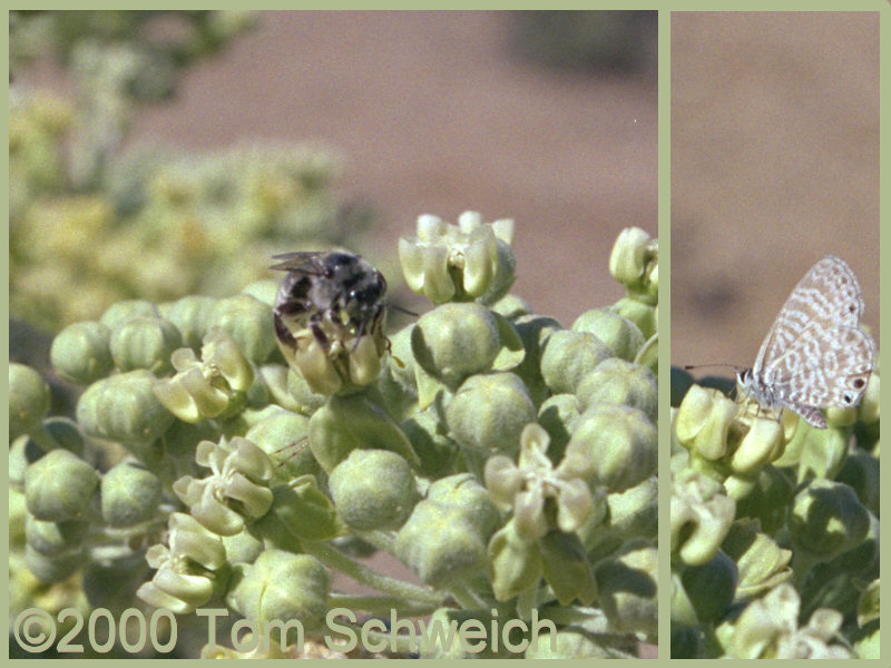 Composite photograph of a bee and a butterfly on Milk Weed in Wild Horse Canyon.