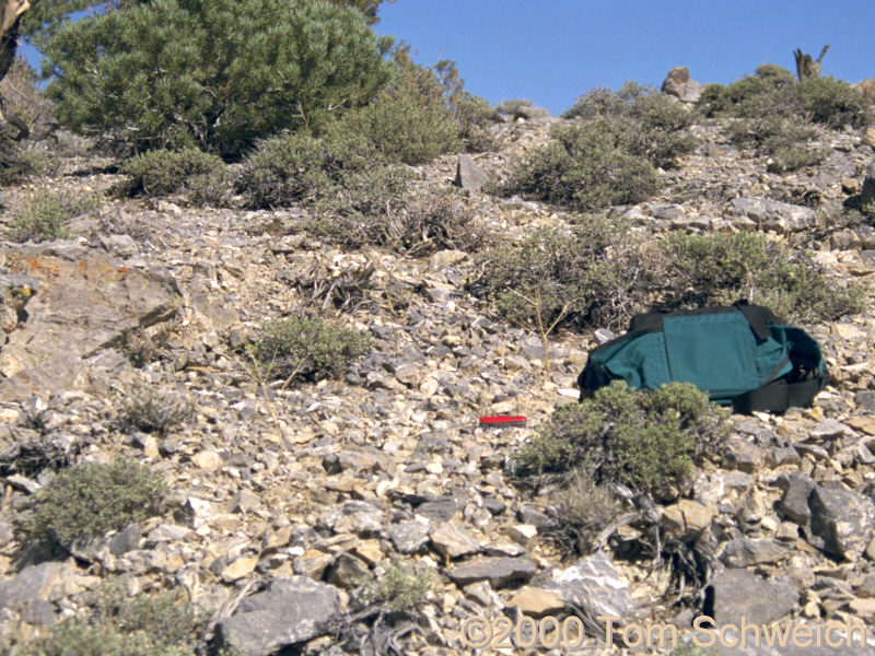 Area on Last Chance Mountain where <I>Frasera albomarginata</I> was found.