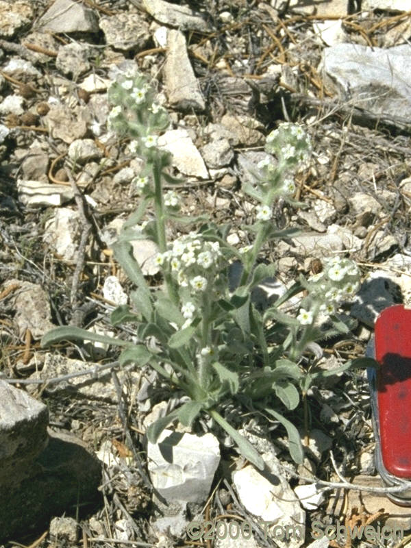 Boraginaceae Cryptantha flavoculata