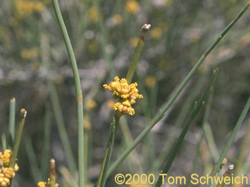 Male <I>Ephedra nevadensis</I> in bloom near Lobo Point.