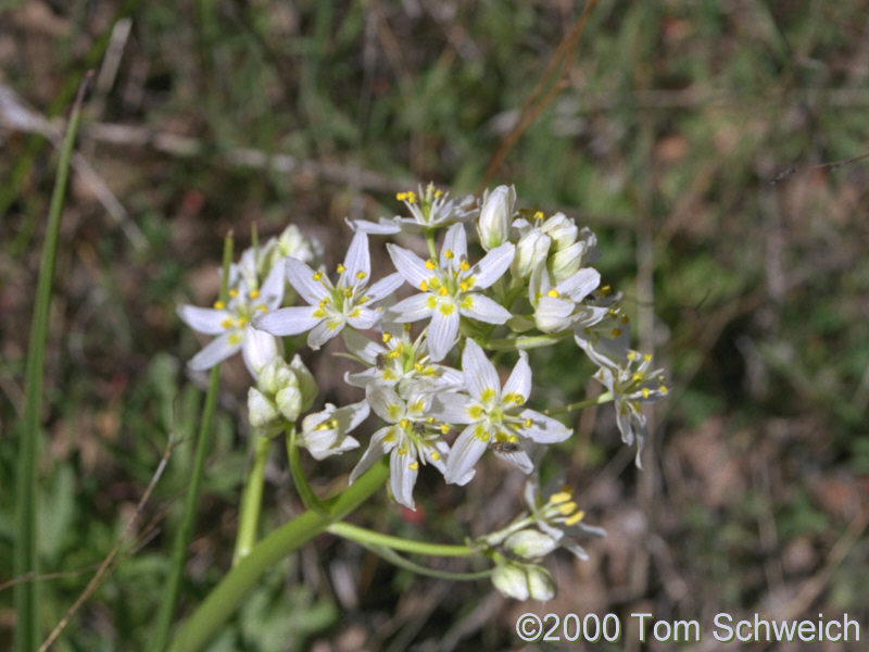 Melanthiaceae Toxicoscordian fremontii