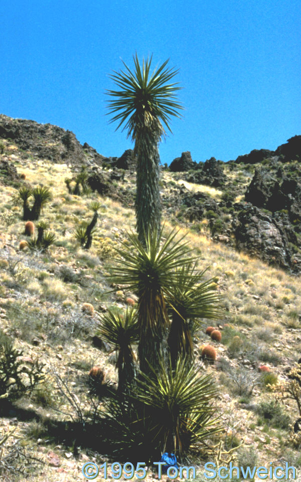 <I>Yucca schidigera</I>